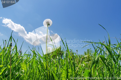 Image of dandelion in green grass field and blue sky