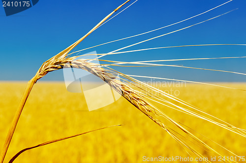 Image of one golden ear of wheat