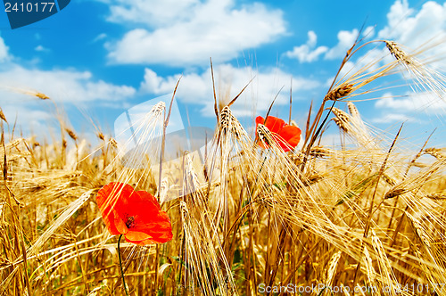 Image of red poppy on field