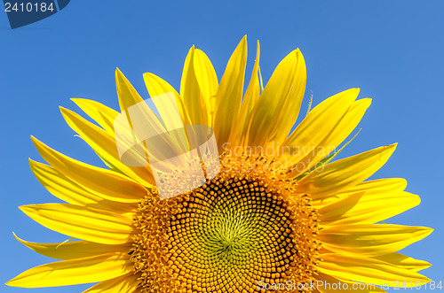 Image of part of sunflower and blue sky