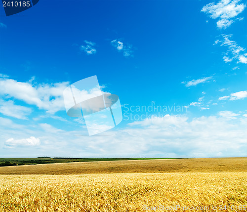 Image of gold ears of wheat under cloudy sky