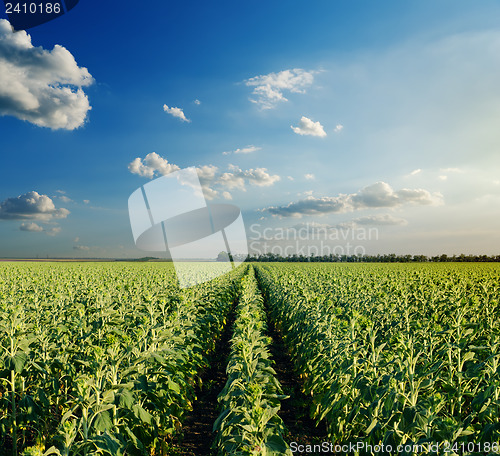 Image of field with green sunflowers under cloudy sky in evening