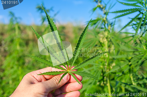 Image of green leaf of marijuana in hand