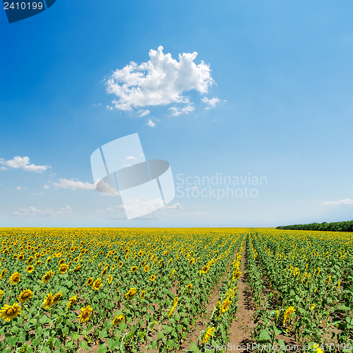 Image of sunflowers field under light blue sky