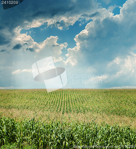 Image of dramatic sky over maize field