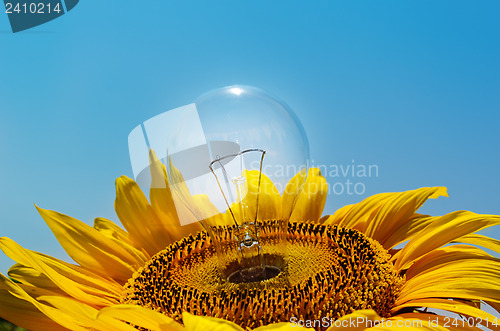 Image of old light bulb and sunflower