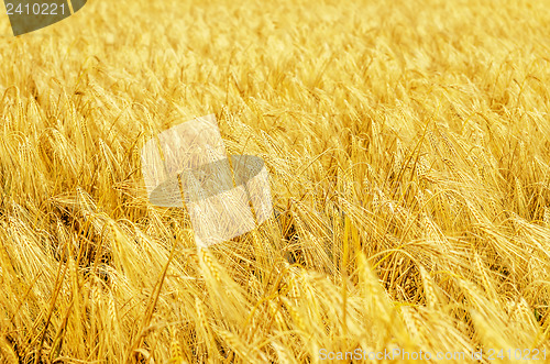 Image of golden field with harvest