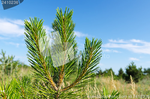 Image of young shot of pine