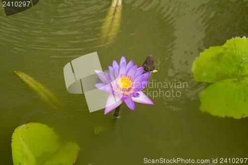 Image of Grounds of the Hotel Amari in Koh Chang