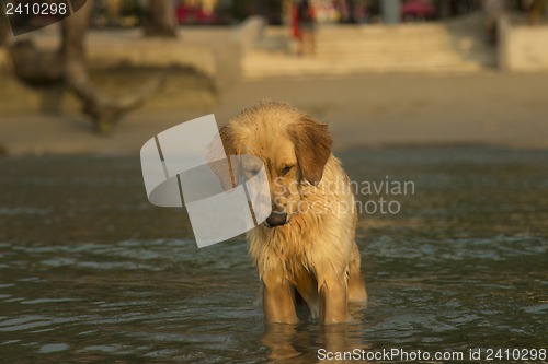 Image of Southeast Aziya.Tailand. Chang Island.Local dog named Sharik.