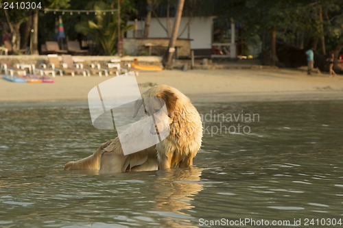 Image of Southeast Aziya.Tailand. Chang Island.Local dog named Sharik.