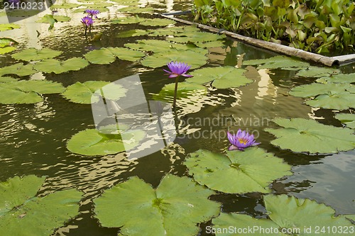 Image of Grounds of the Hotel Amari in Koh Chang