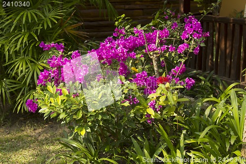 Image of Grounds of the Hotel Amari in Koh Chang