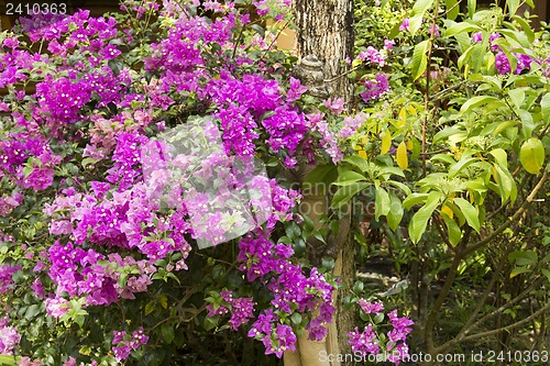 Image of Grounds of the Hotel Amari in Koh Chang