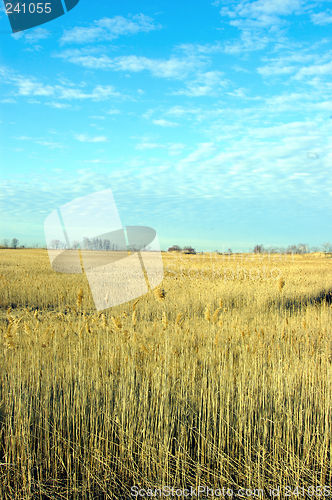 Image of Wild Grass