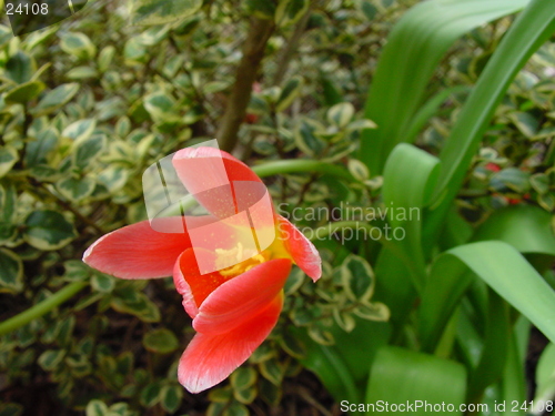 Image of Flower