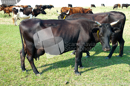 Image of two black cows in pasture