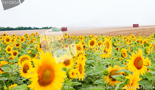 Image of sunflowers on the field