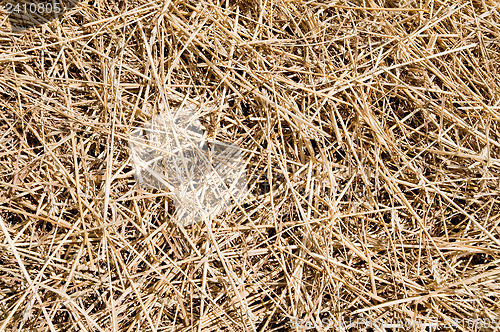 Image of straw as good background