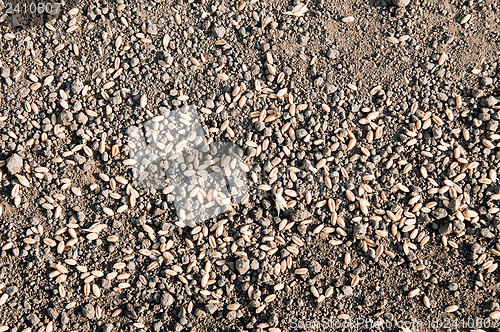 Image of black textured earth with grain