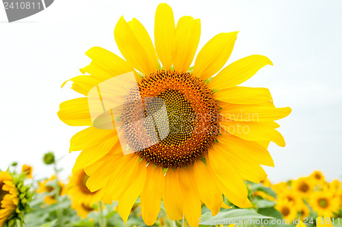 Image of sunflower on the field