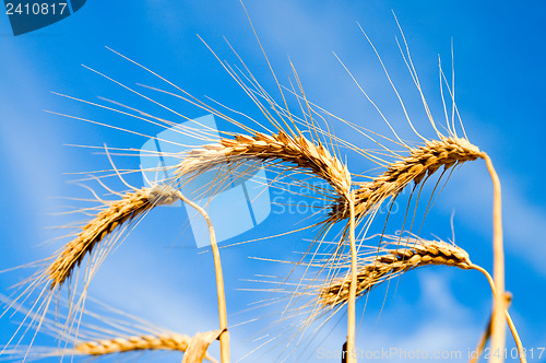 Image of ears of ripe wheat on a background blue sky
