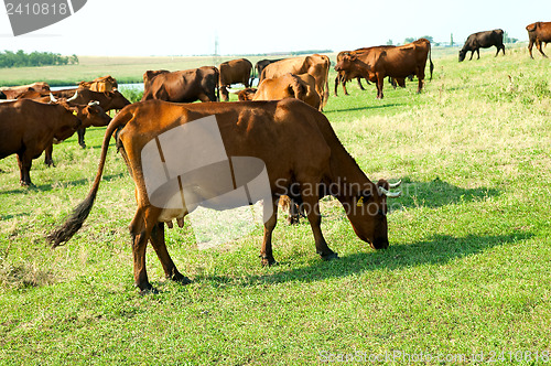 Image of red steppe cows on a pasture