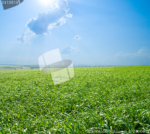 Image of good green and blue color nature field