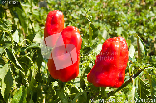 Image of sweet cayenne in nature