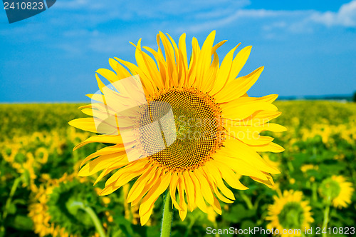 Image of sunflower on a background the field