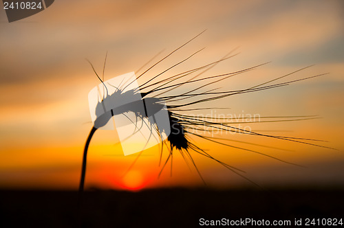 Image of ears of ripe wheat on a background a sun in the evening