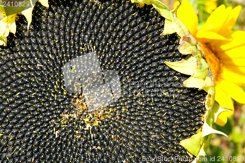 Image of black sunflowers seed