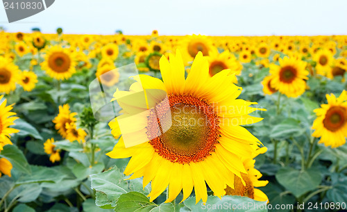 Image of sunflower on the field