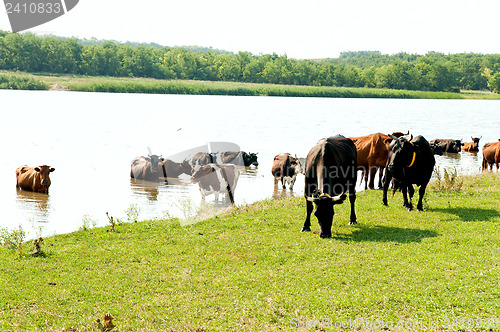 Image of red steppe and black cows on watering