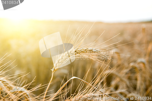 Image of ears of ripe wheat on a background a sun
