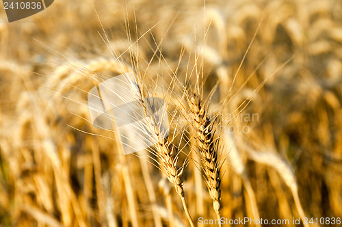 Image of ears of ripe wheat on a background the field