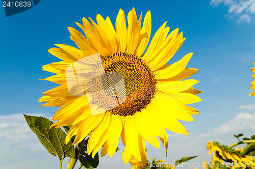 Image of beautiful sunflower on the field