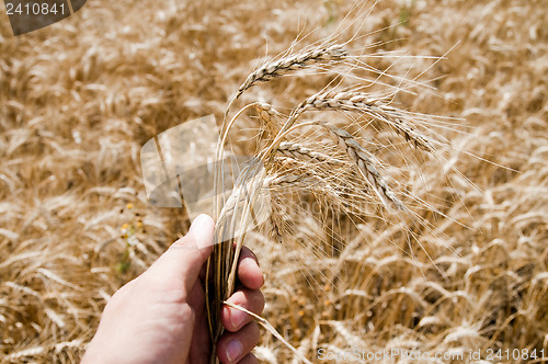 Image of hand over wheat field. south Ukraine