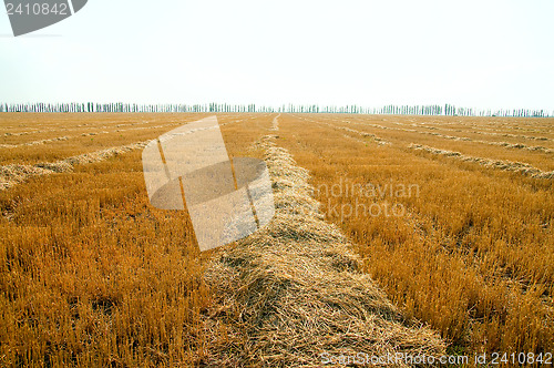 Image of to gather in the harvest, south Ukraine