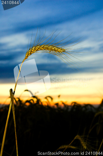 Image of ears of ripe wheat on a background a sunset