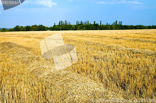 Image of to gather in the harvest, south Ukraine