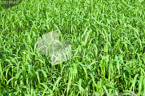 Image of green grass on the summers field