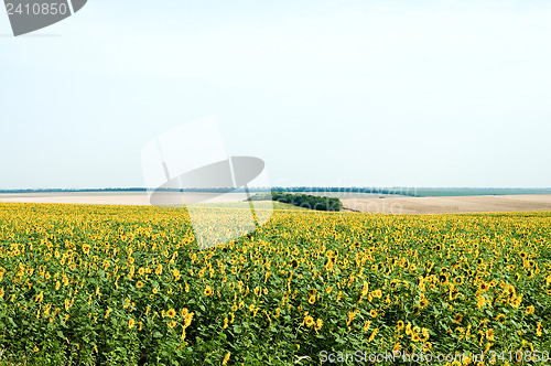 Image of sunflowers field