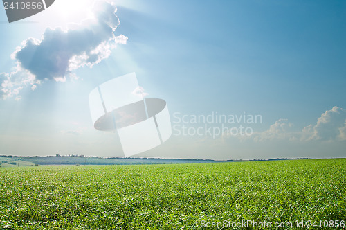 Image of green grass and blue cloudy sky
