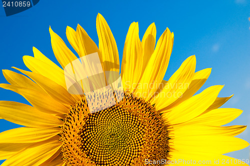 Image of part of sunflower as background