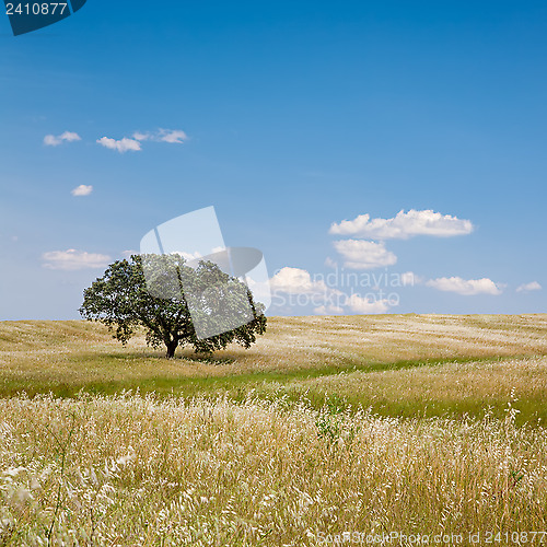 Image of Tree in Golden Field