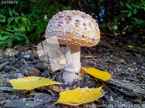 Image of Little toadstool