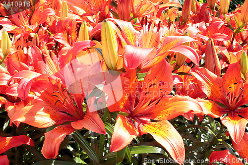 Image of beautiful redheaded lilies