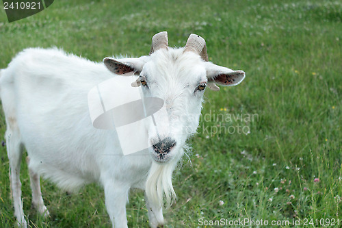 Image of head of goat