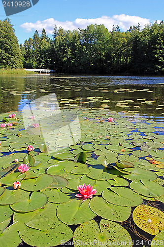Image of Pond with Waterlilies
